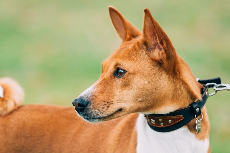 basenji egyptian dogs