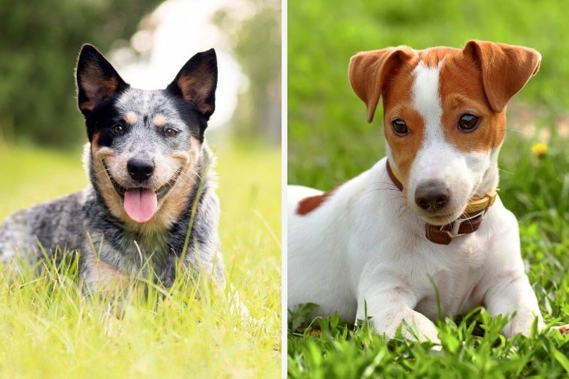 pitbull australian cattle dog mix