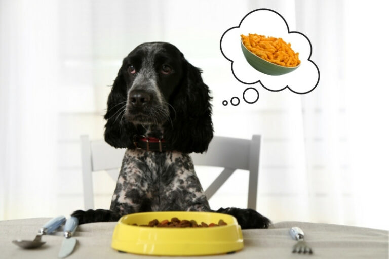 Can dogs eat Hot Cheetos?