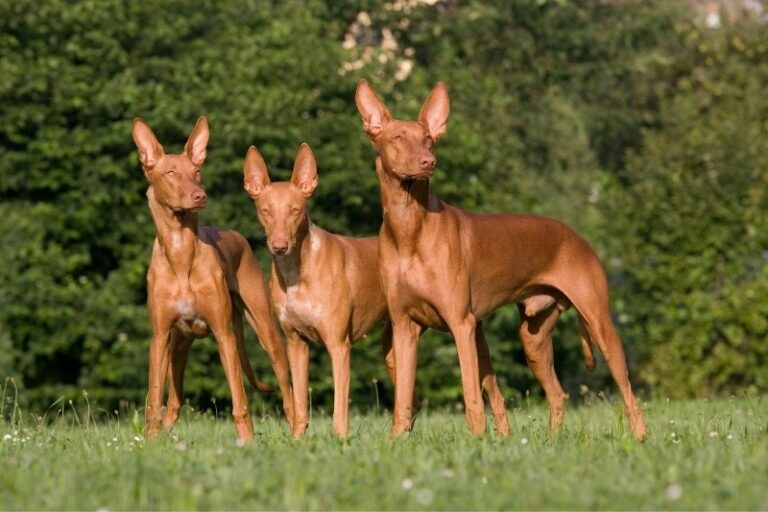 6 incredible egyptian dog breeds