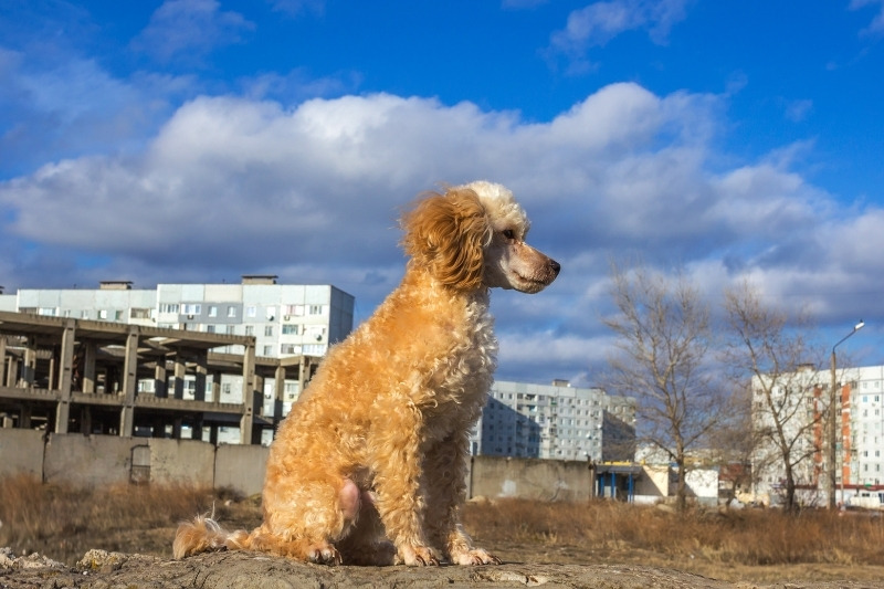 cream poodle