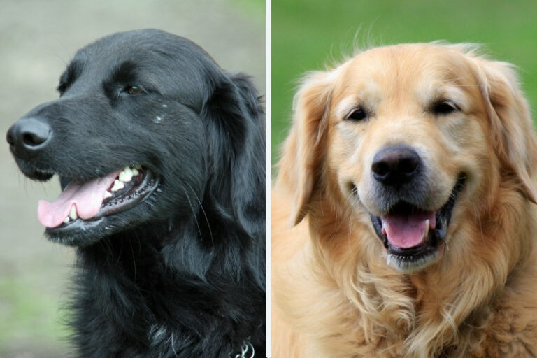 FlatCoated Retriever vs Golden Retriever the differences between
