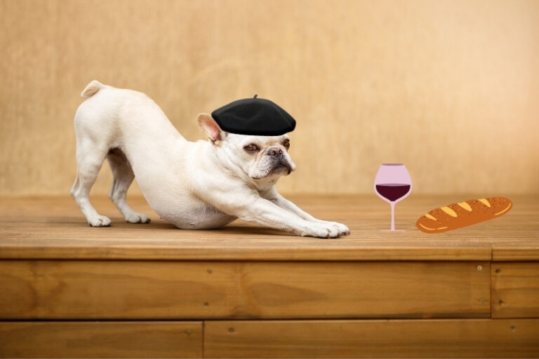 +300 french dog names ideas for an élégant pup