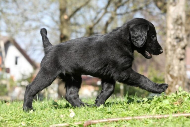 FlatCoated Retriever vs Golden Retriever the differences between
