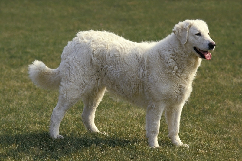 Kuvasz standing