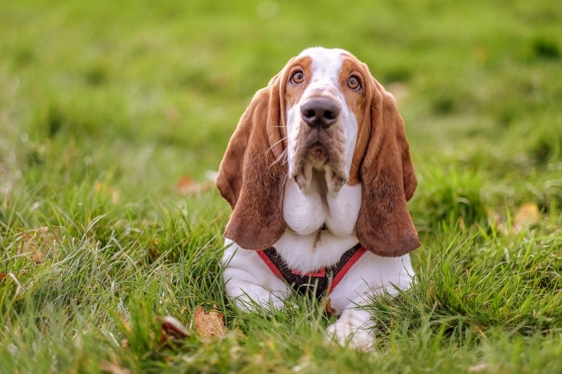 basset hound brown and white