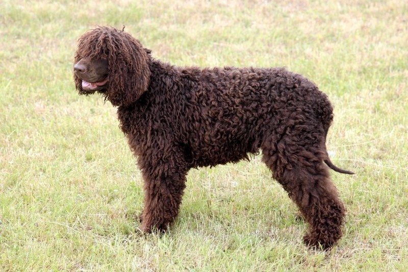 irish water spaniel standing