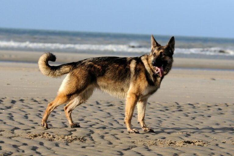 20 amazing sable dog breeds (with pictures!)