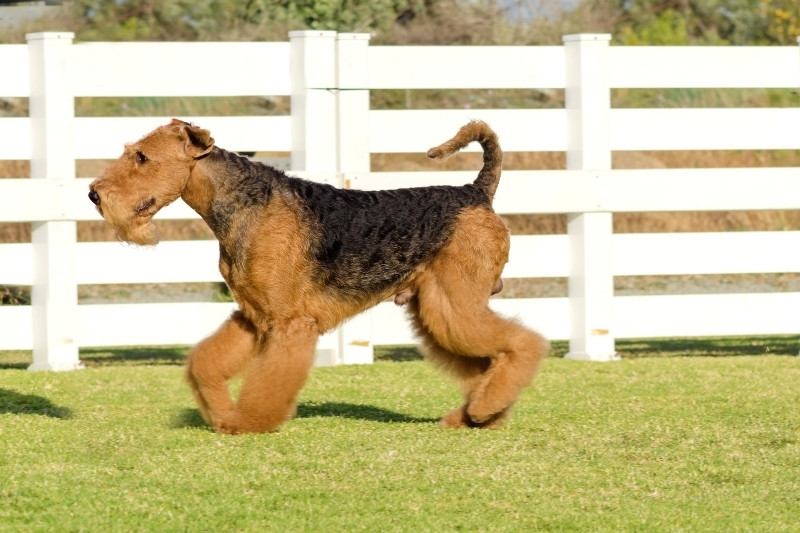 airedale terrier corriendo