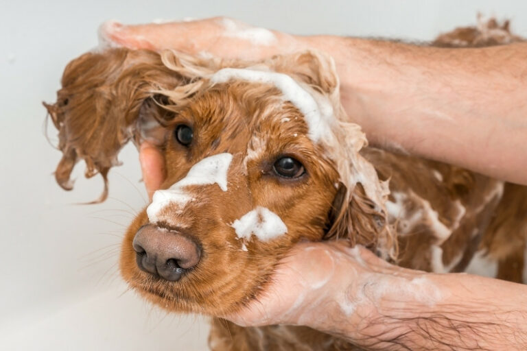 The 10 best flea shampoos for dogs