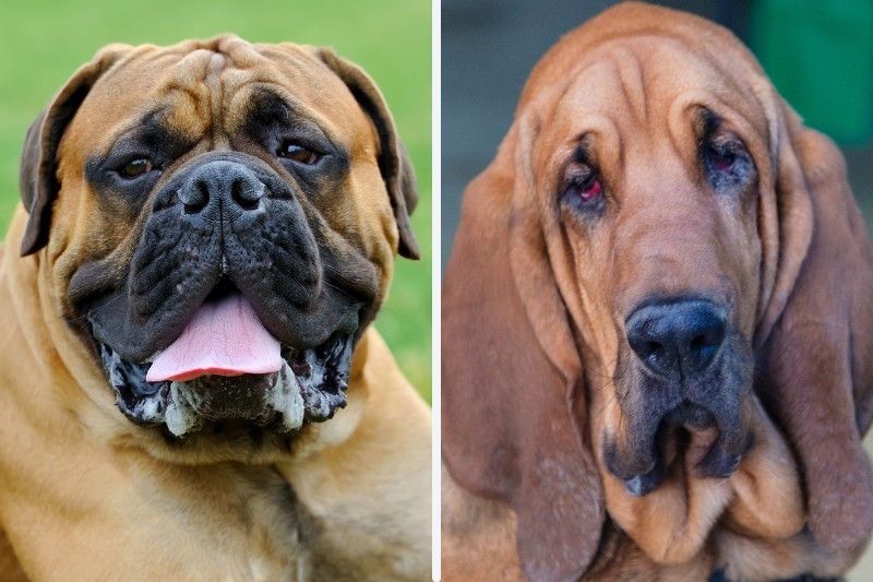 mastiff bloodhound