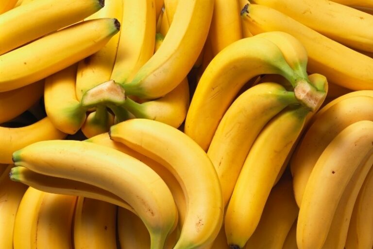 Les chiens peuventils manger des bananes ? La réponse d