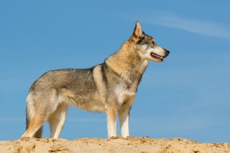 10 races de chiens qui ressemblent à des loups