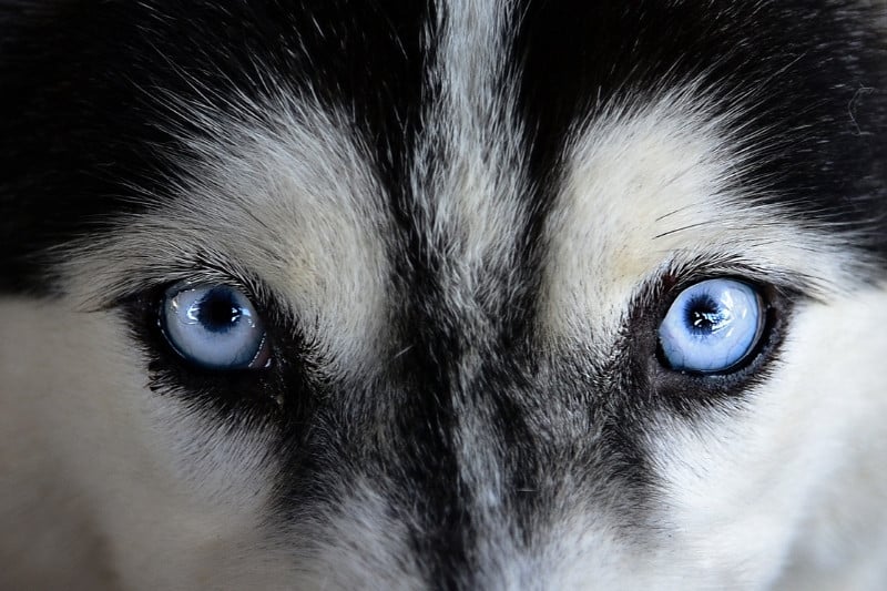 black siberian husky with blue eyes