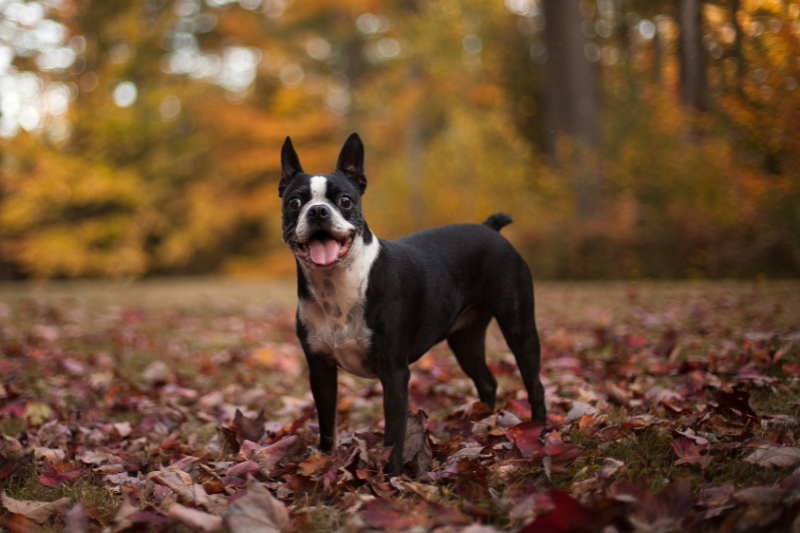 boston terrier autumn leaves