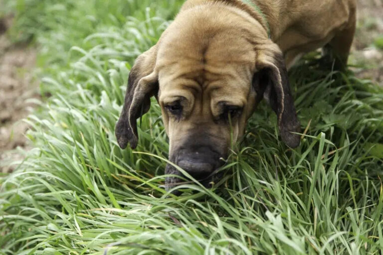 Why Do Dogs Eat Rabbit Poop? Is It Dangerous?