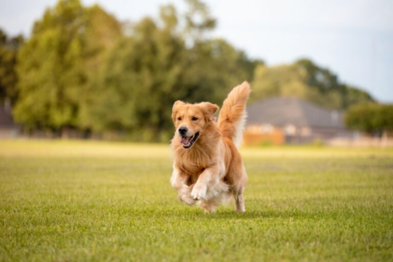 300+ Yellow Dog Names for Your Golden Pup