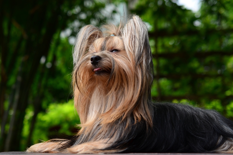 yorkshire terrier with long hair