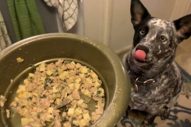 Our Nom Nom Dog Food Review Dog Tested, Human Approved
