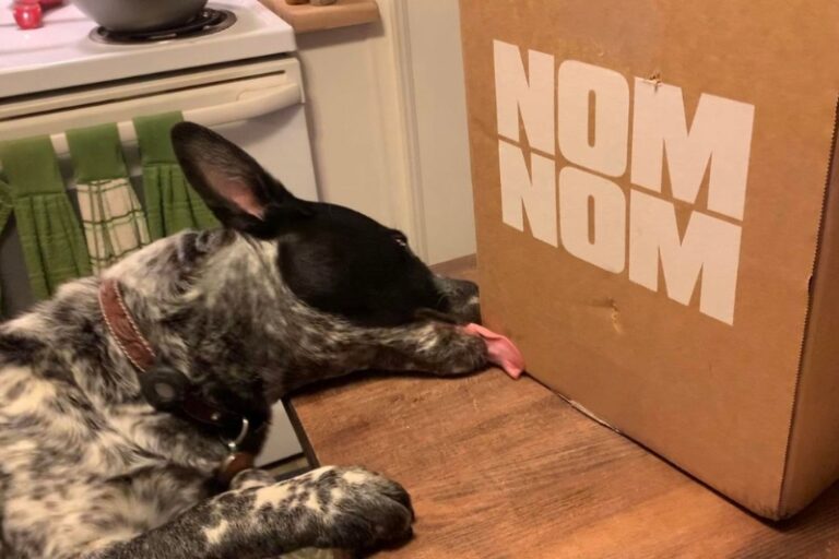 Our Nom Nom Dog Food Review Dog Tested, Human Approved