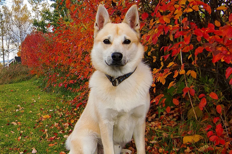 norwegian buhund sitting