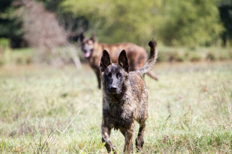 11 Dutch Dog Breeds (With Pictures!)