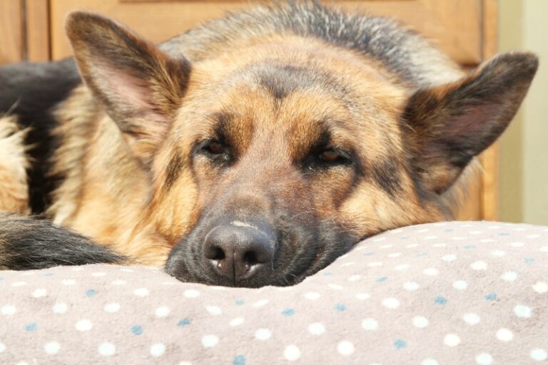 The 10 Best Dog Beds For German Shepherds in 2024