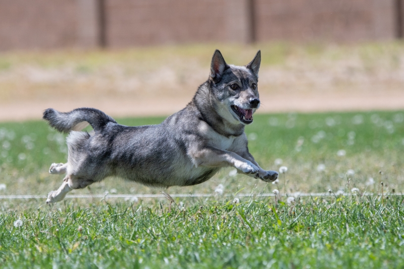 swedish vallhund jumping