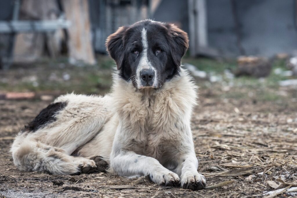 bucovina shepherd dog lying down