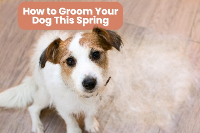 How to Groom Your Dog This Spring Essential Tips for Shedding Season